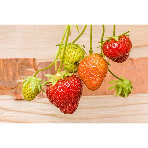 Horton, Janet 아티스트의 Issaquah-Washington State-USA Everbearing strawberries작품입니다.